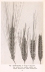 BARLEY12